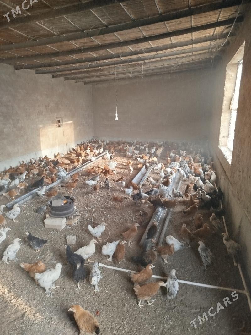 Towuk,juje - Tejen - img 1