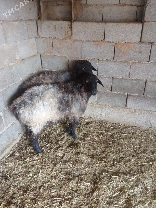 GOŶUN - Бахарден - img 4