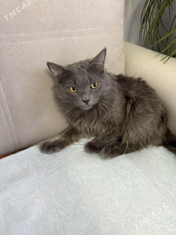 Кот‍ - Aşgabat - img 1