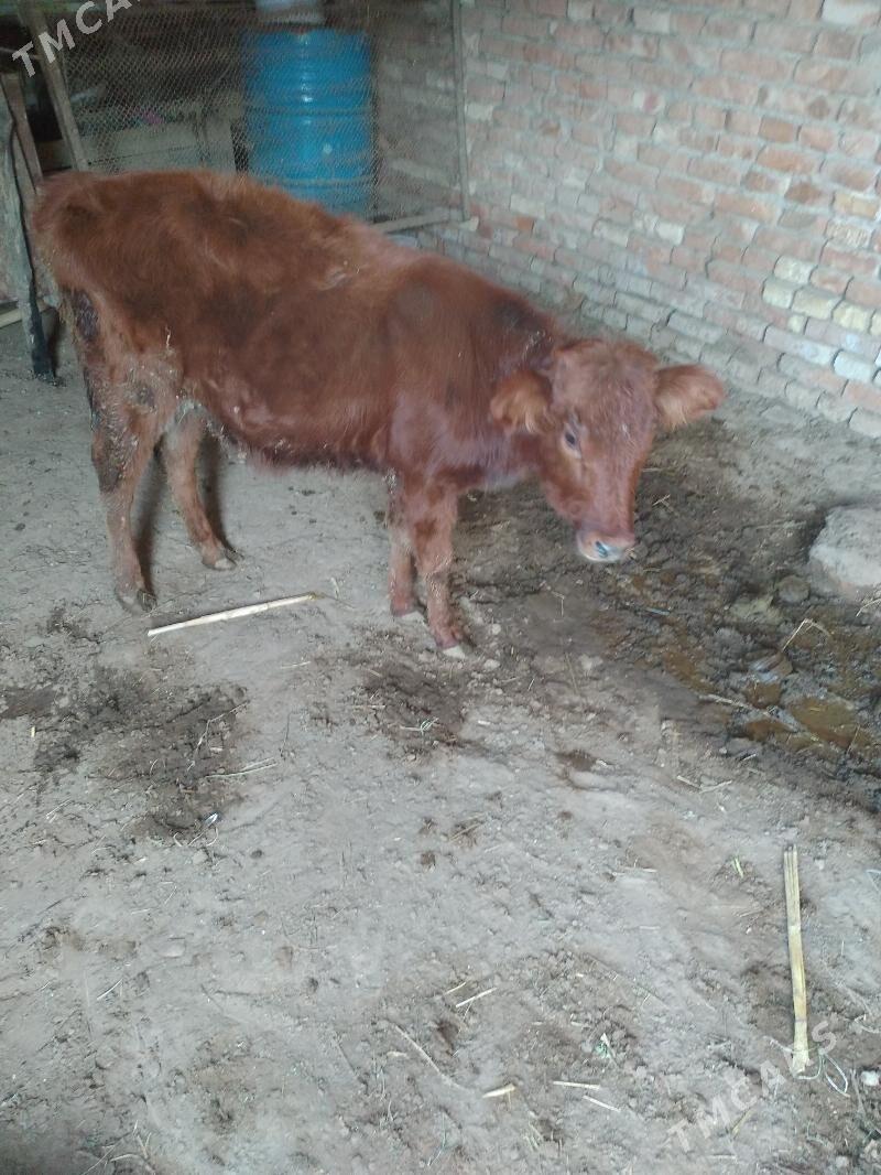 guljyn - Мары - img 2