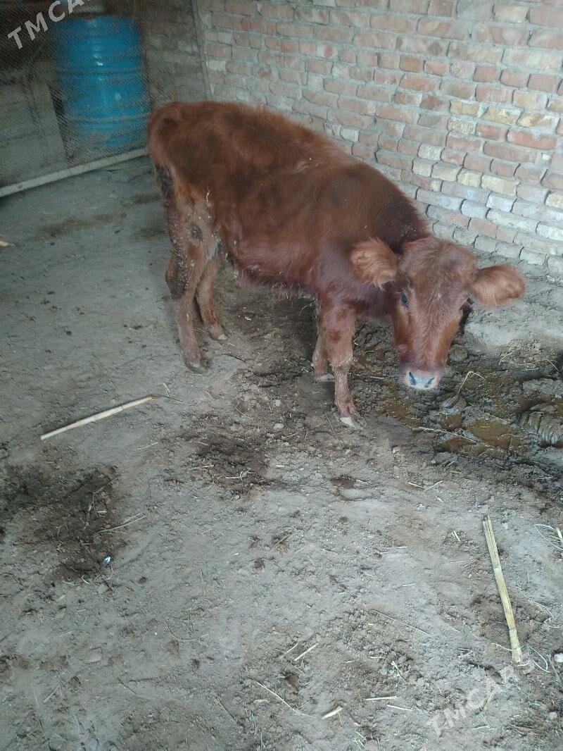 guljyn - Мары - img 1