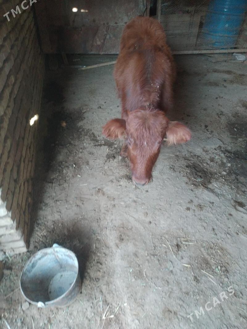 guljyn - Мары - img 3