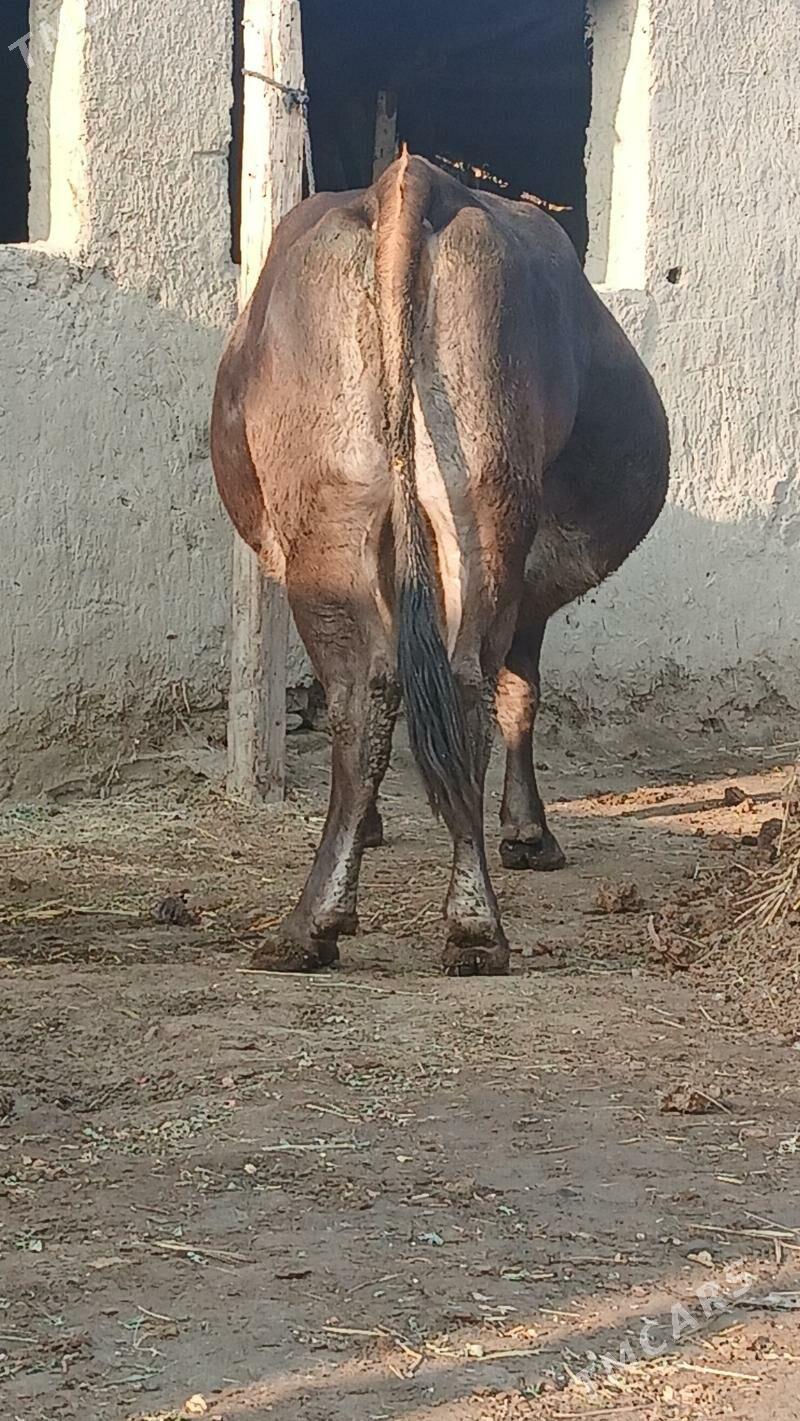 AGYR BOGAZ SYGYR - Bäherden - img 4