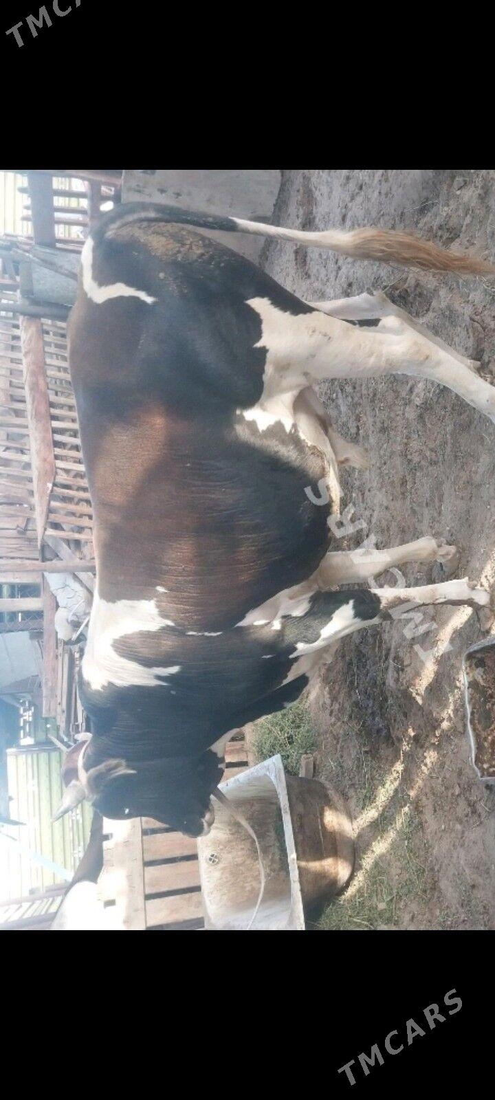 ökiz - Bereket - img 4