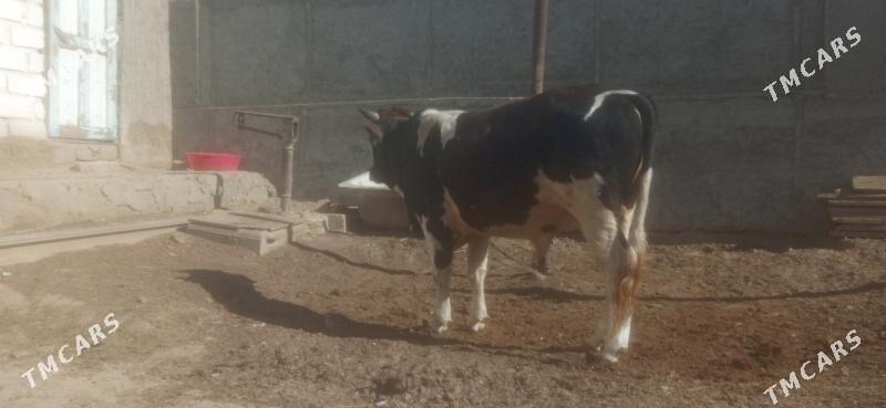 ökiz - Bereket - img 2