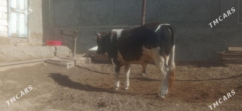 ökiz - Bereket - img 1