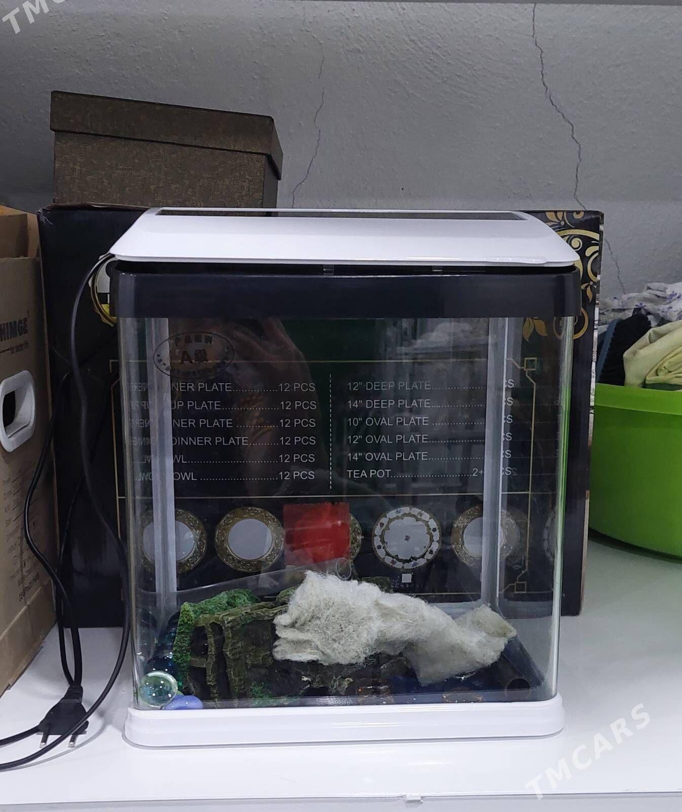 Akwarium balyk üçin - Ашхабад - img 2