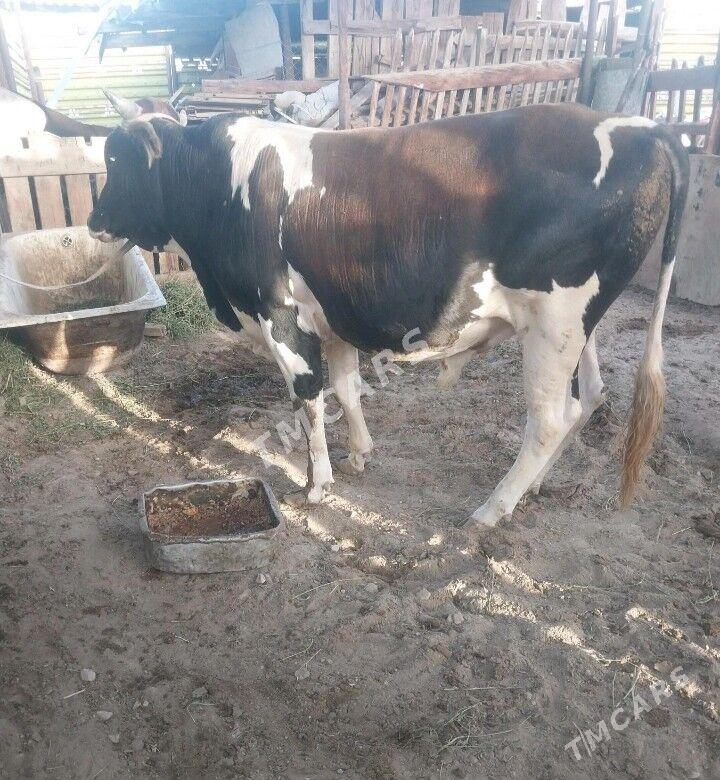 ökiz - Bereket - img 3