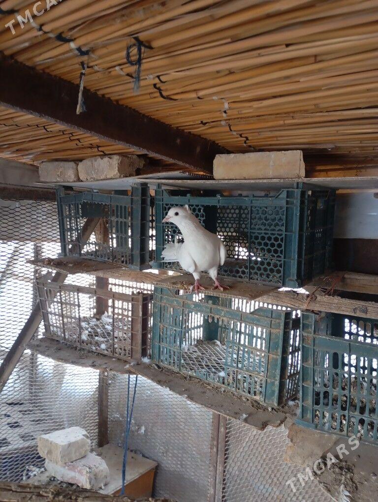 kepderi - Мары - img 2