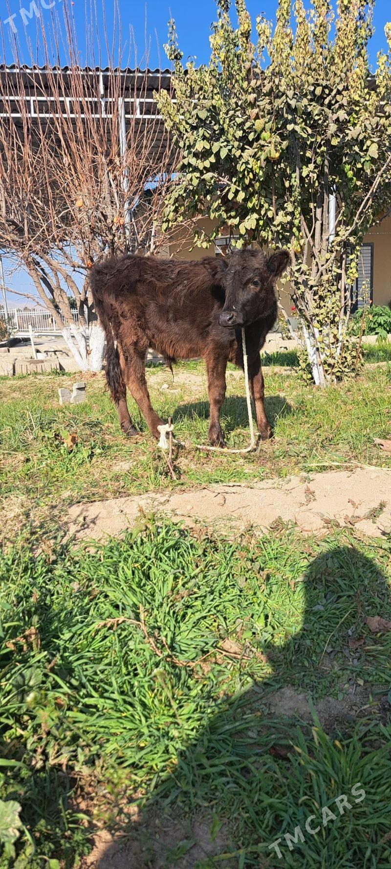 iki sany okuz - Багир - img 1