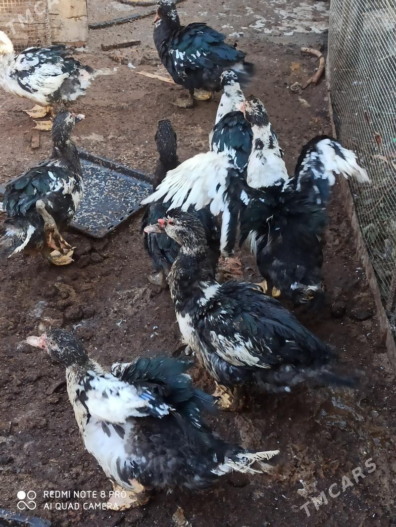 мускус - Türkmenabat - img 4