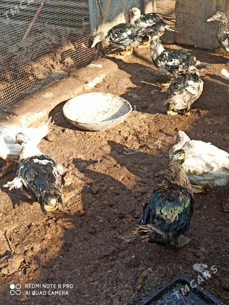 мускус - Türkmenabat - img 2