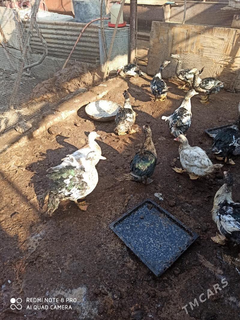 мускус - Türkmenabat - img 5