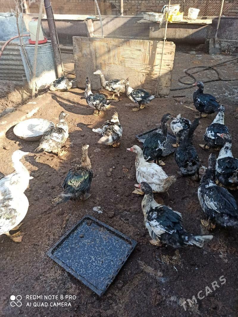 мускус - Türkmenabat - img 7