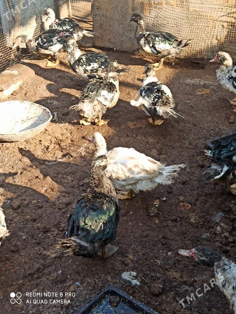 мускус - Türkmenabat - img 3