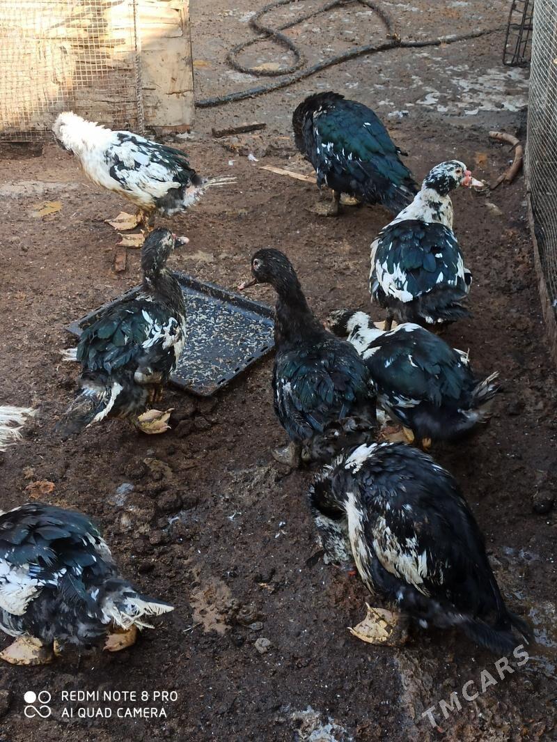 мускус - Türkmenabat - img 1