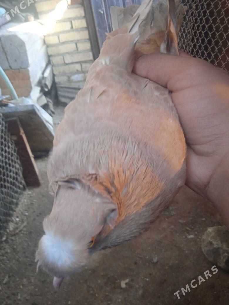 kepder - Чарджоу - img 2