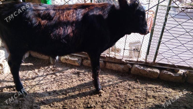 OKÜZ TOHIM MAL - Aşgabat - img 1