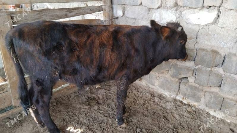 OKÜZ TOHIM MAL - Aşgabat - img 3