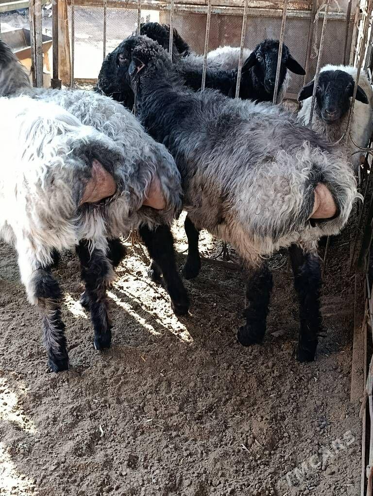 tokly bakylan - Garadamak - img 3