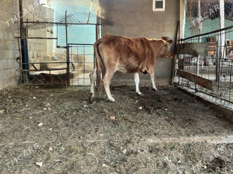 Bakylan sygyr - Aşgabat - img 5