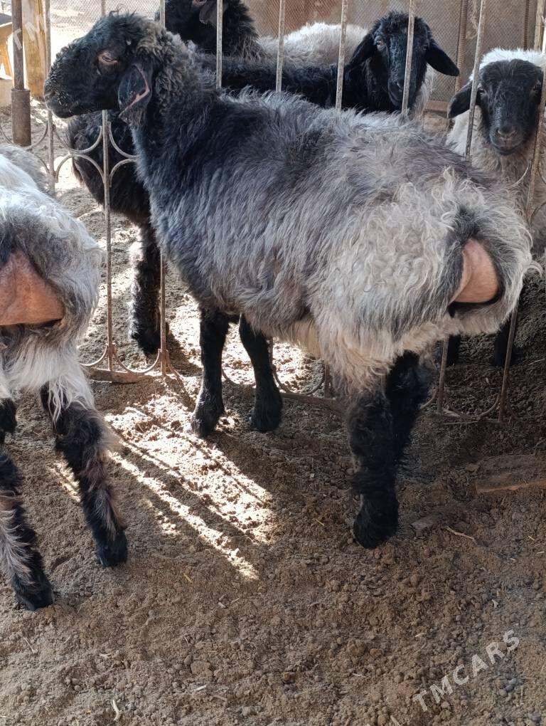 tokly bakylan - Garadamak - img 2