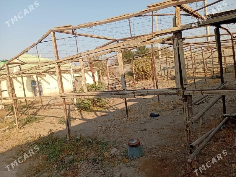 parnik - Büzmeýin - img 12