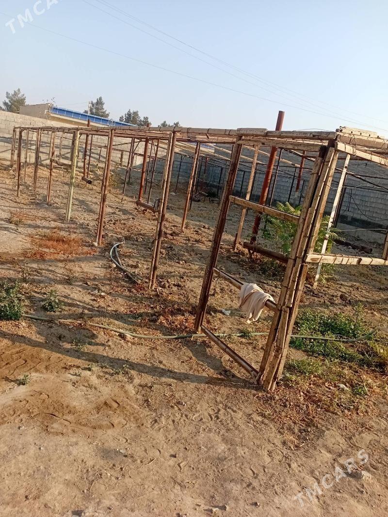 parnik - Büzmeýin - img 9