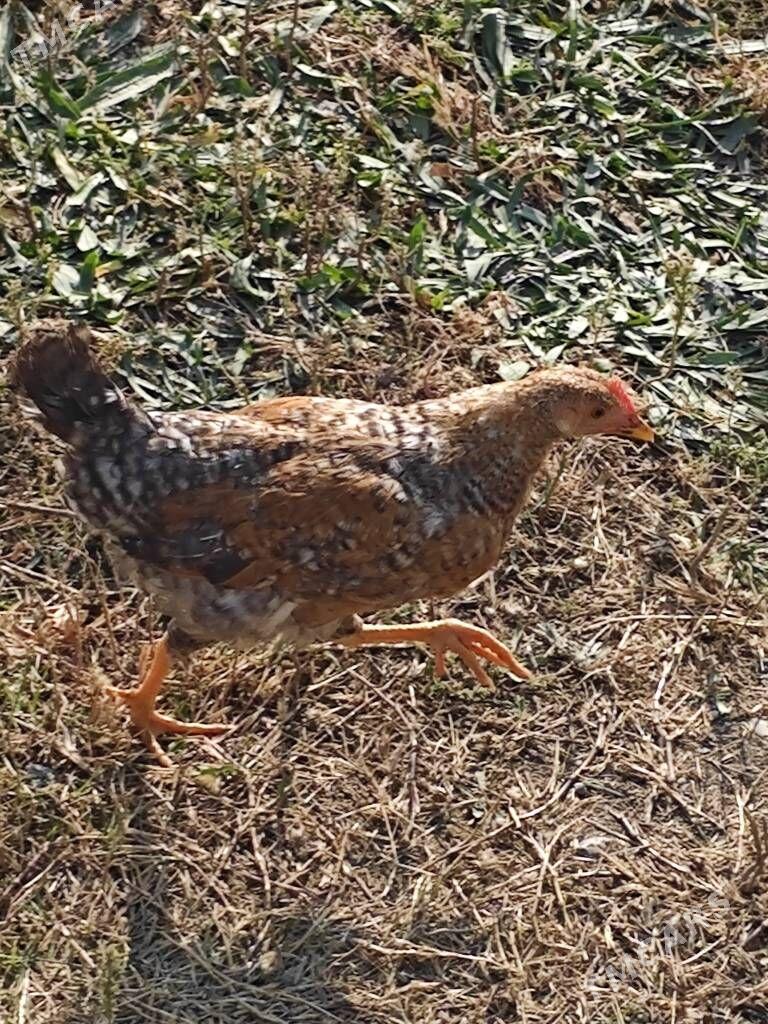 Karlik towuk - Гёкдепе - img 3