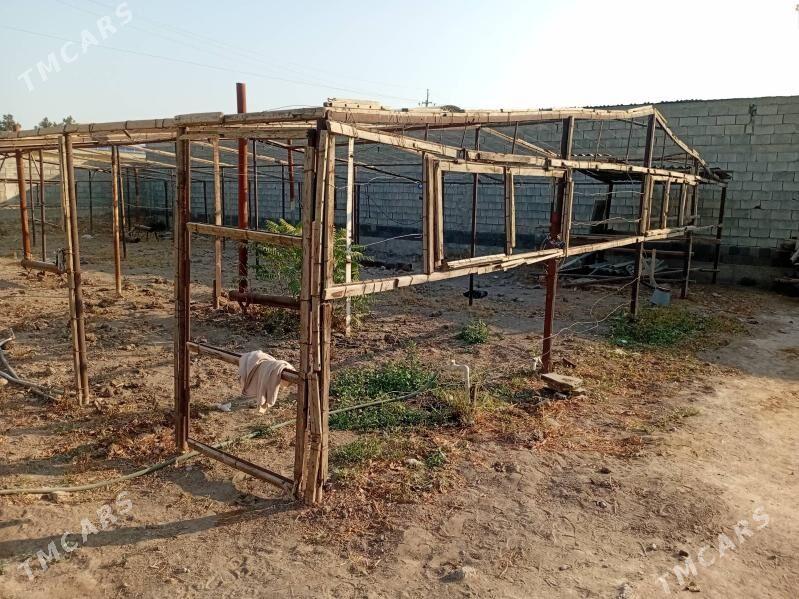 parnik - Büzmeýin - img 1