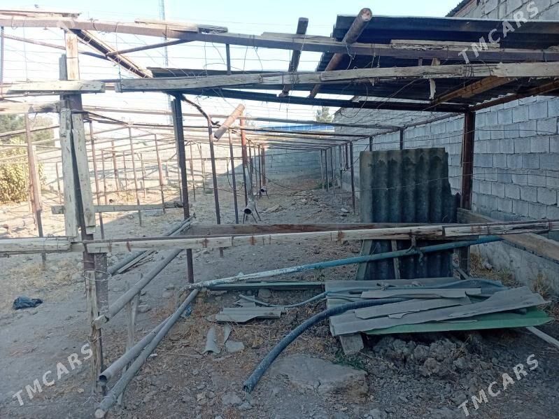 parnik - Büzmeýin - img 2