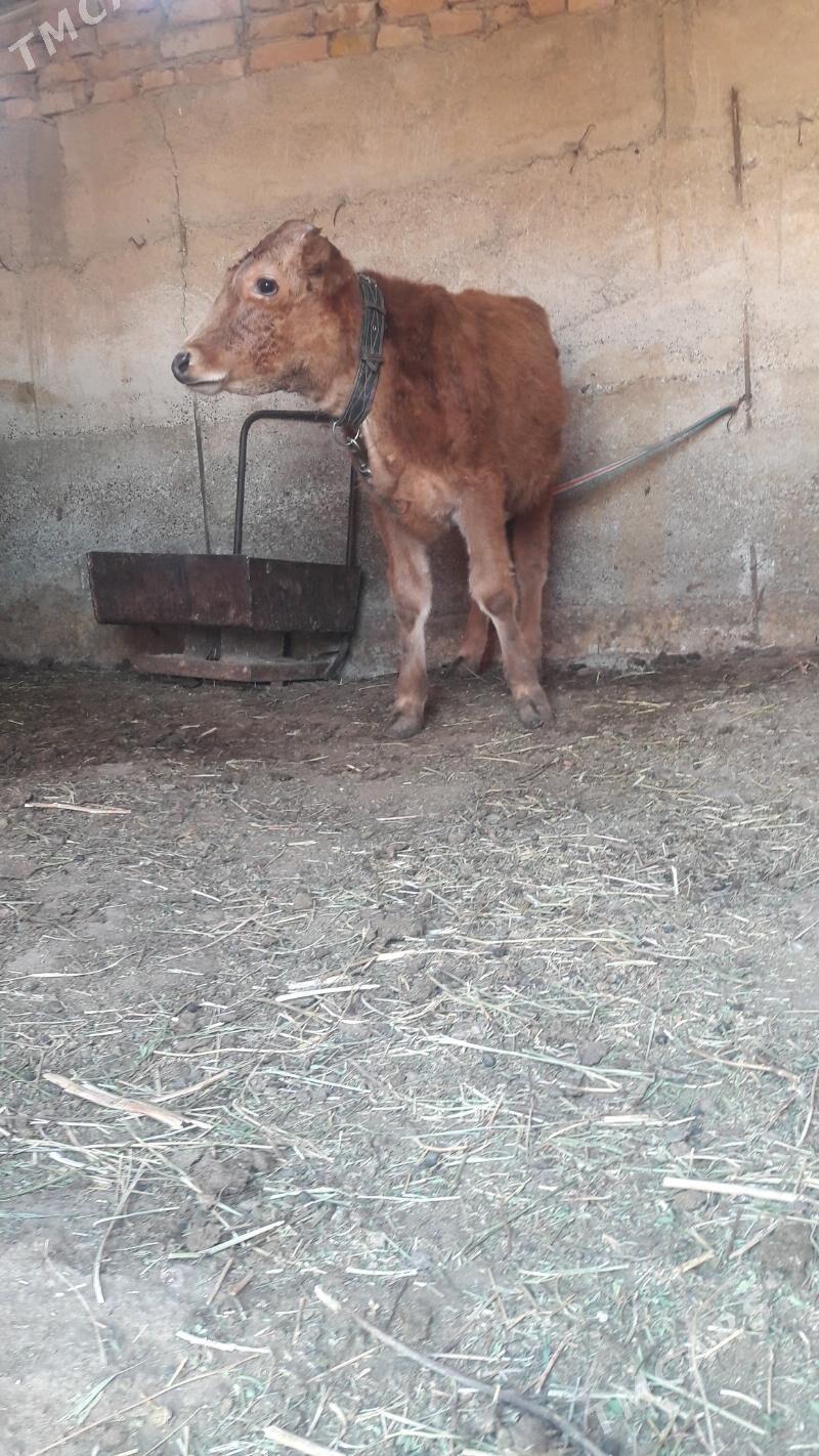 okuz - Гёкдепе - img 3