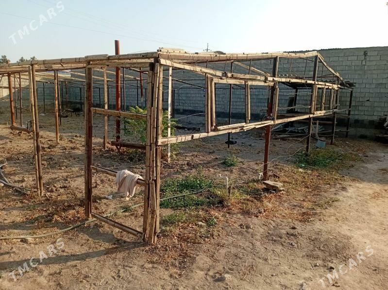 parnik - Büzmeýin - img 3