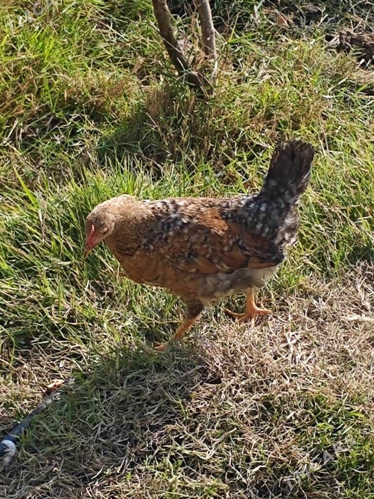 Karlik towuk - Гёкдепе - img 2