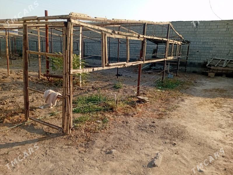 parnik - Büzmeýin - img 7