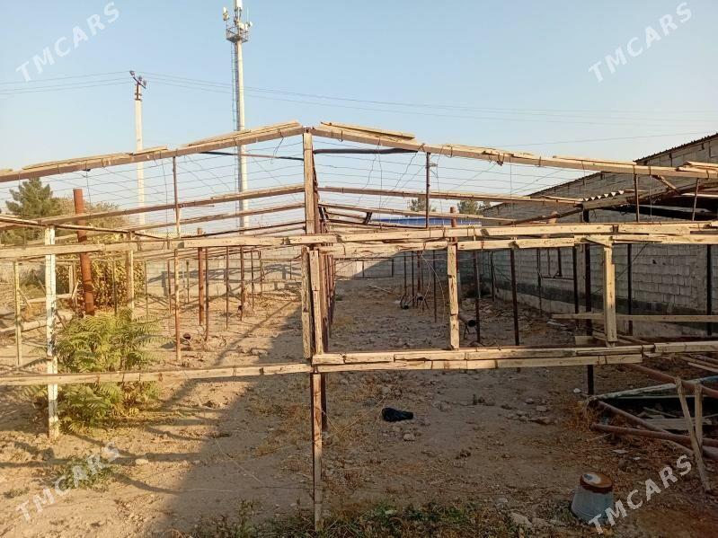 parnik - Büzmeýin - img 11