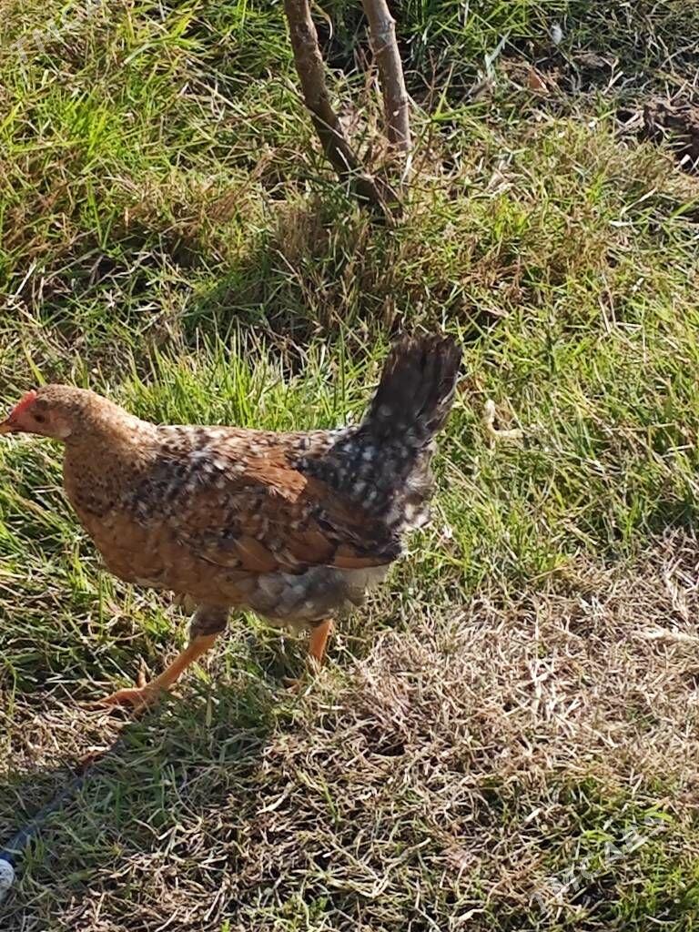 Karlik towuk - Гёкдепе - img 4