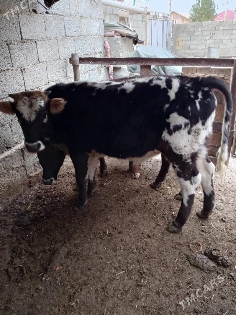 okuz - Balkanabat - img 1