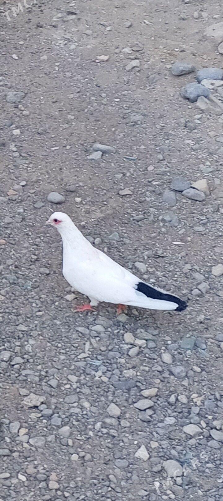 kepderi - Ашхабад - img 7