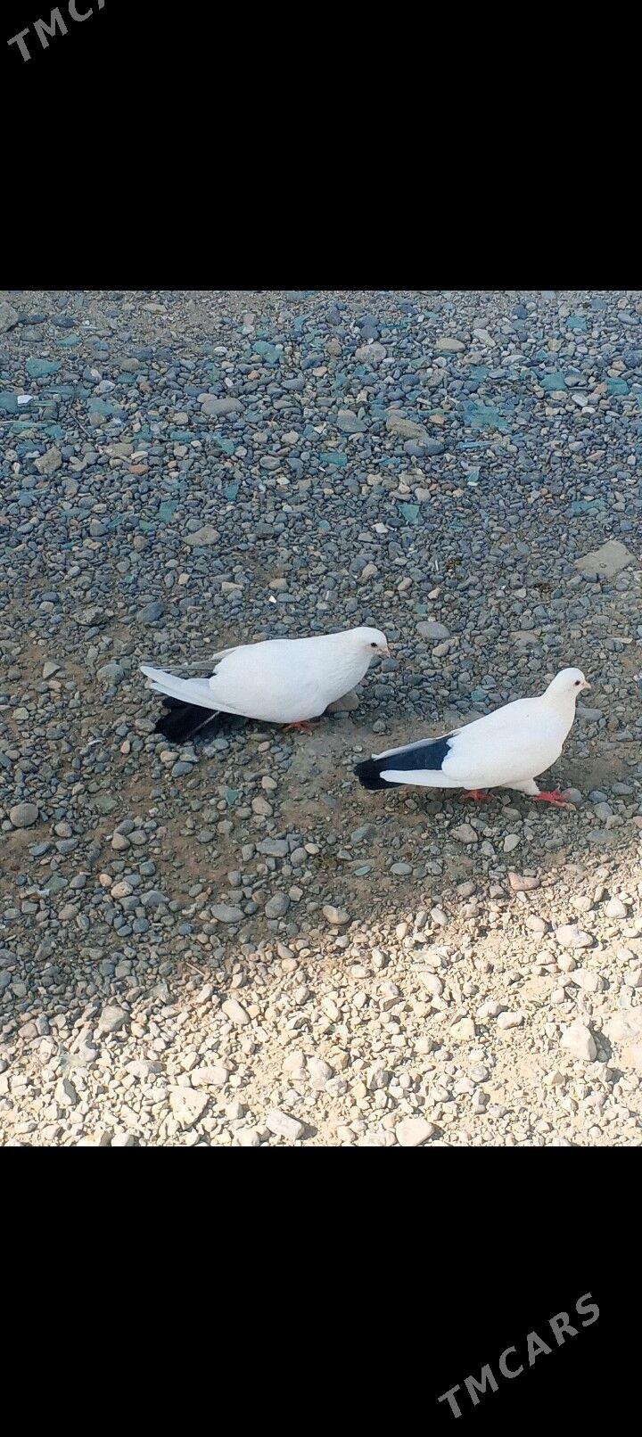 kepderi - Ашхабад - img 6