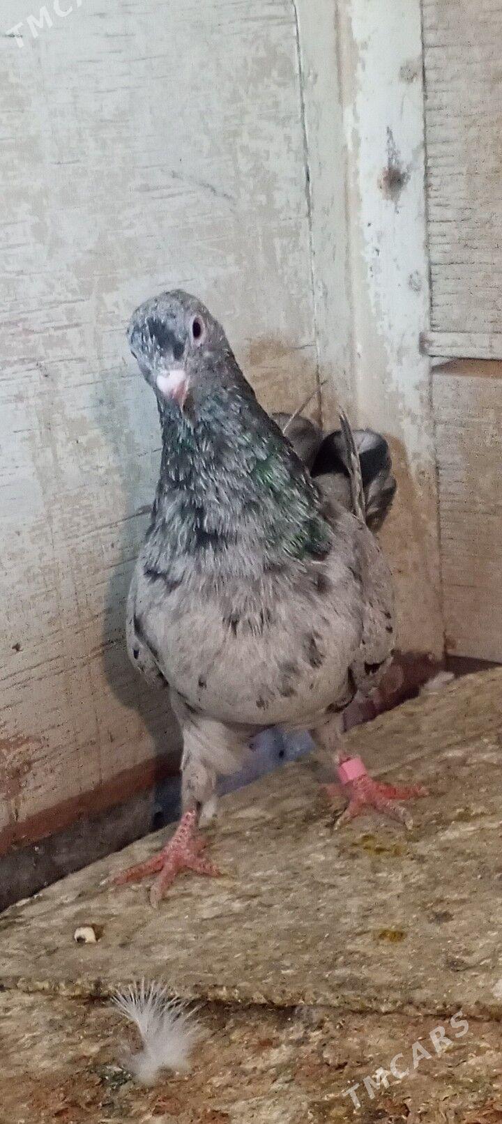 kepderi - Ашхабад - img 3