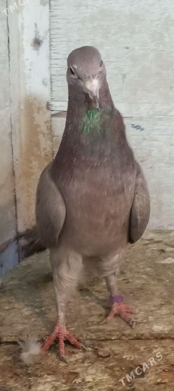 kepderi - Ашхабад - img 4