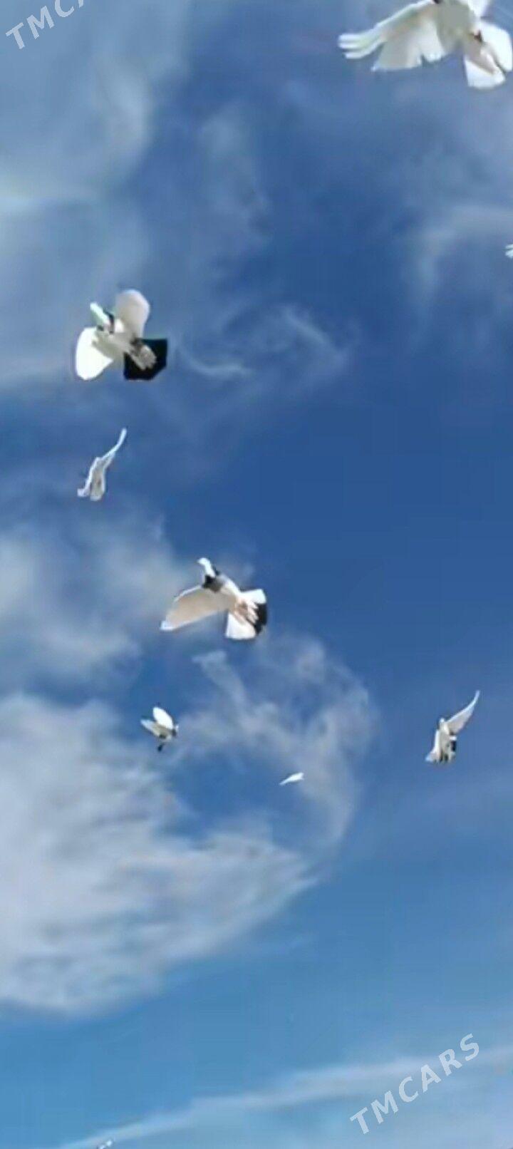 kepderi - Ашхабад - img 9