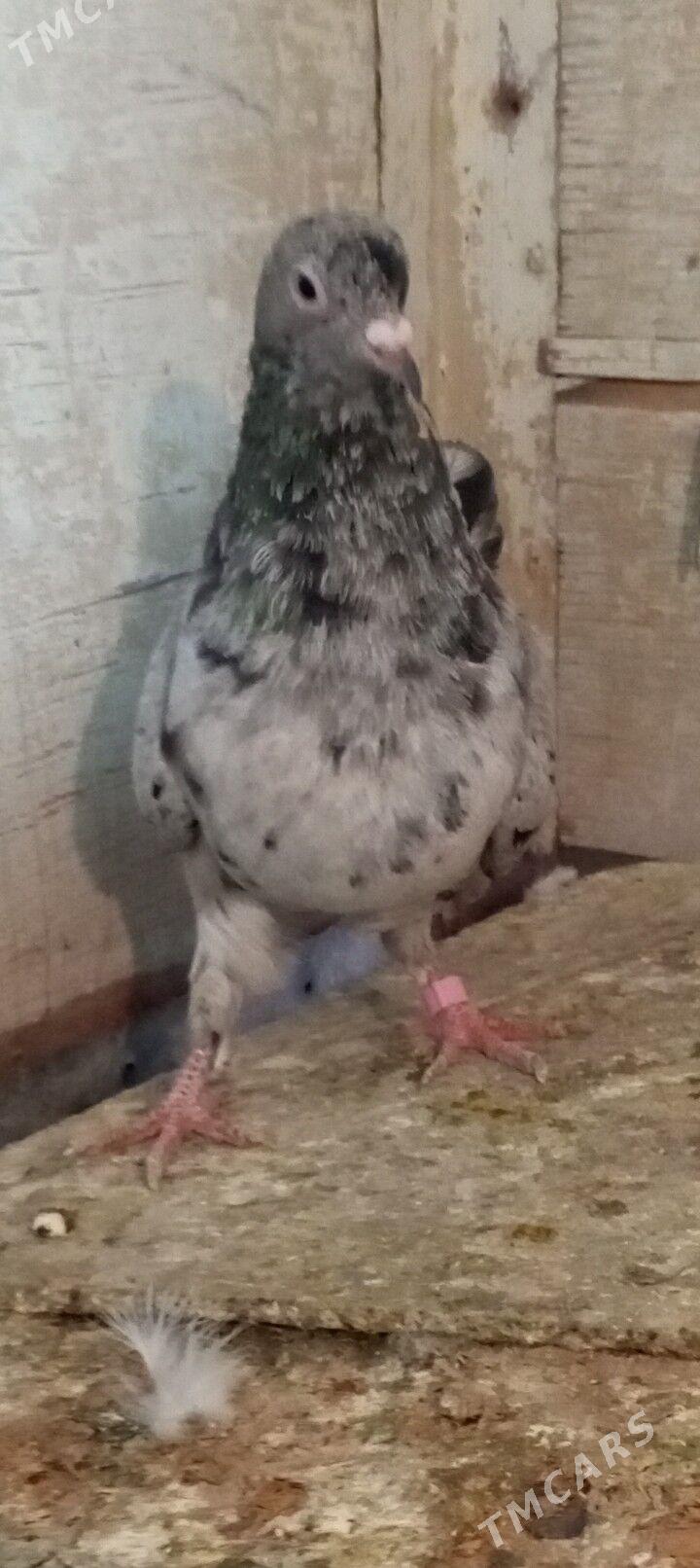 kepderi - Ашхабад - img 5