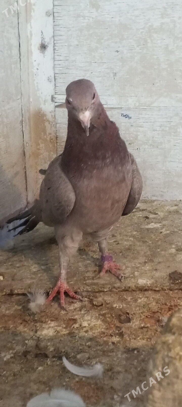 kepderi - Ашхабад - img 2