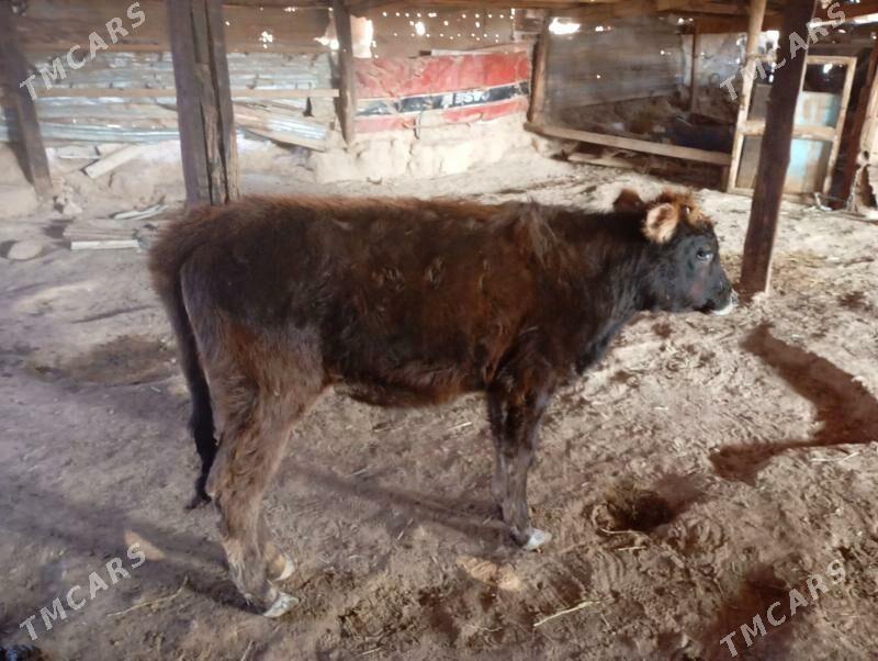 tuwe - Gyzylarbat - img 2