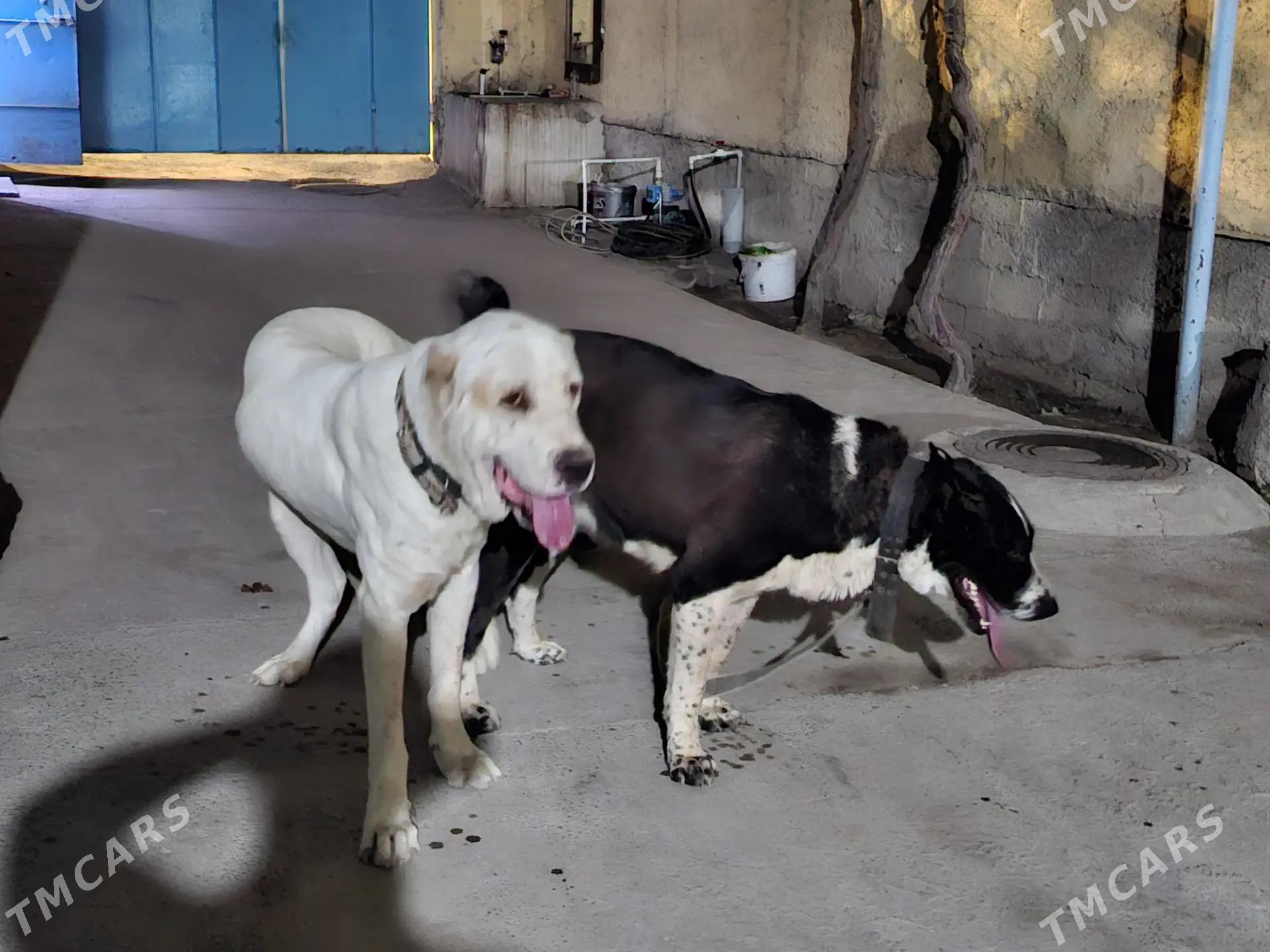 Gara Tohmet - Hitrowka - img 5