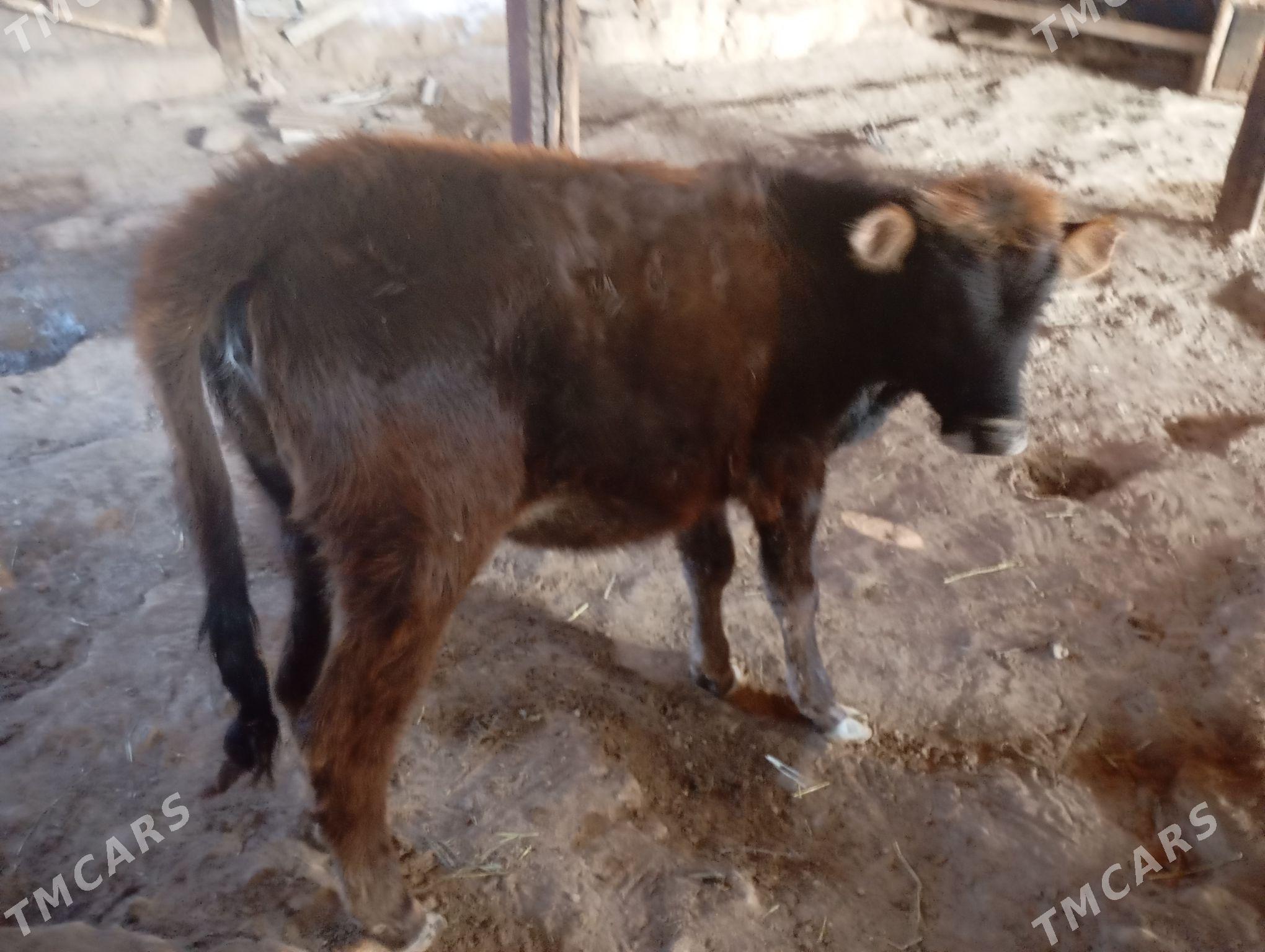 tuwe - Gyzylarbat - img 1