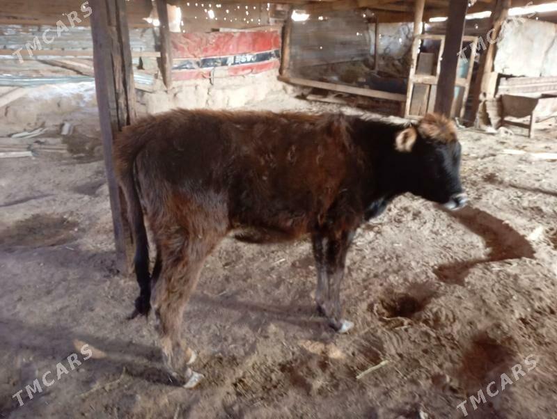 tuwe - Gyzylarbat - img 3