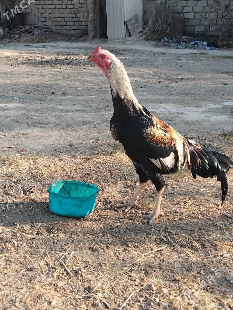 Taskent - Анев - img 2